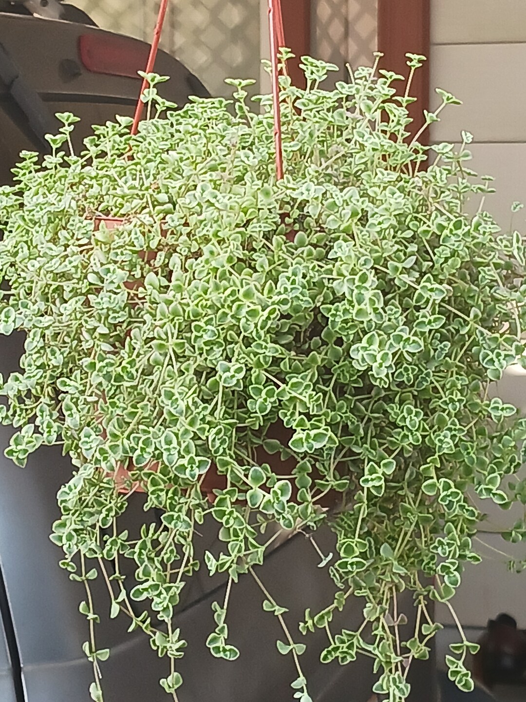 Live Crassula Little Missy / Petite Biocolor Etsy