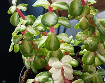 Variegated Portulacaria 'kaleidoscope,' - Etsy