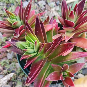 Live Red Pagoda / Crassula Capitella 4in pot, one gallon