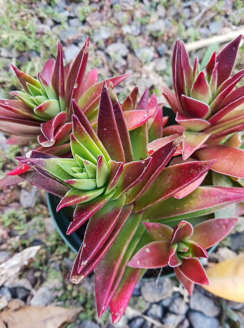 Live Red Pagoda / Crassula Capitella 4in pot image 1