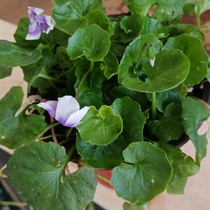 May include: A potted plant with green leaves and purple flowers. The plant is in a brown pot and is sitting on a wooden surface.