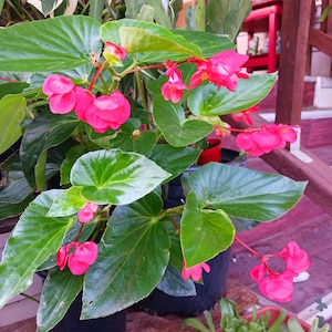 May include: A vibrant image of a begonia plant with bright pink flowers and large, green leaves. The plant is potted in a black container and sits on a wooden surface. Other plants are visible in the background, creating a lush, natural scene.