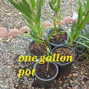 May include: Four green plants with long, slender leaves are each planted in a black one gallon pot. The pots are filled with dark soil and are arranged on a ground covered with small gray stones. The yellow text one gallon pot is visible.