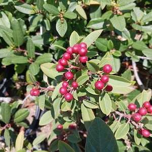 May include: A close-up of a bush with small, bright red berries. The berries are clustered together on the branches, and the leaves are green and lush.