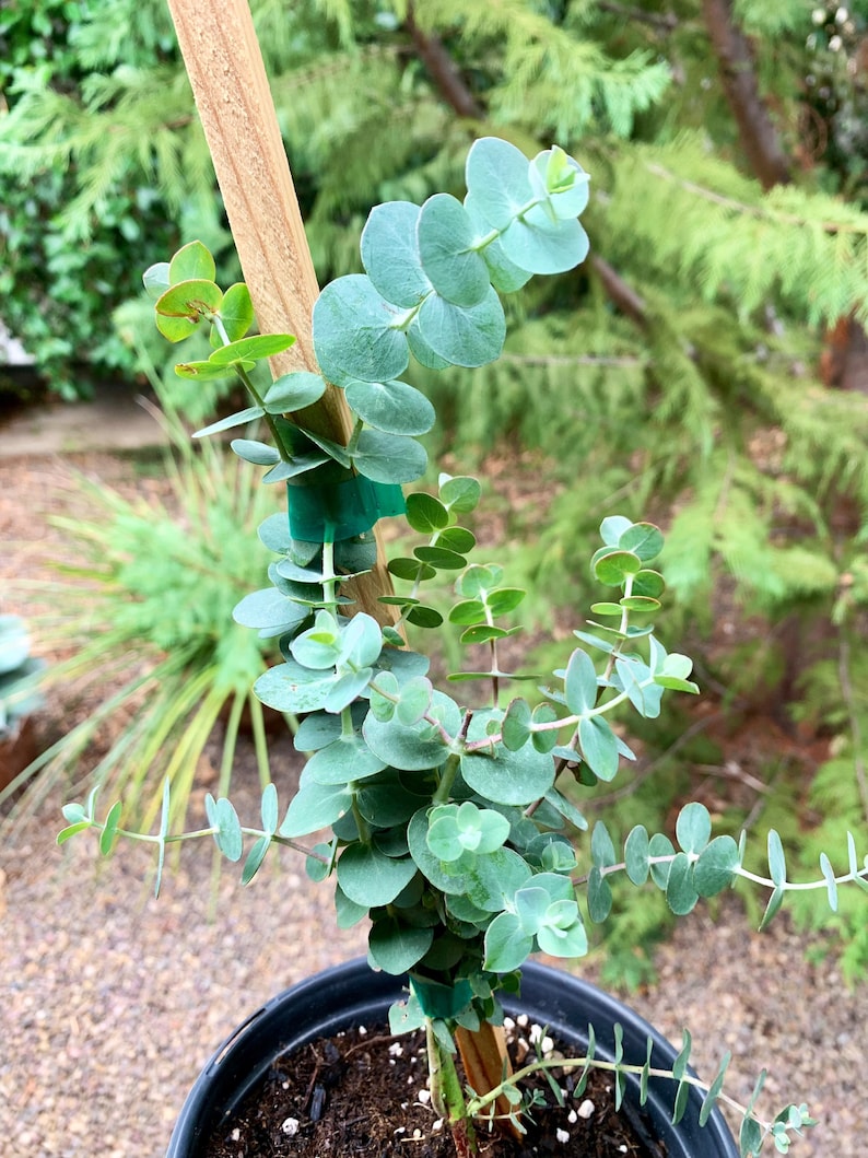 Young and Healthy Live Baby Blue Eucalyptus Etsy