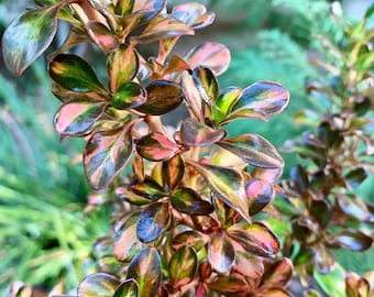 Live Mirror Bush/ Evening Glow, Rainbow Surprise,  One gallon pot