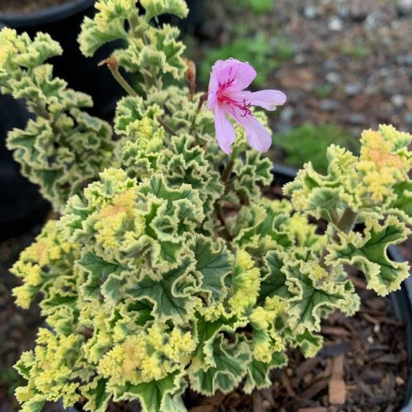 Live Scented Geranium / Pelagonium