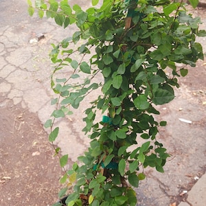 Live Creeping Fig / Ficus Pumila Staked come with a one-gallon pot.