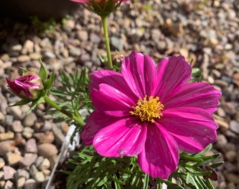 Blooming! Live Cosmos