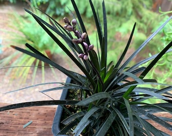 Live Black Mondo Grass/  Ophiopogon  Planiscapus  ‘nigrescens’