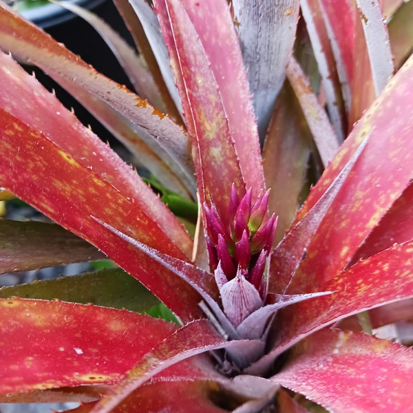 BLOOMING Live Queen's Tears / Billbergia Nutans