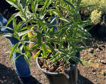 Lion's Tail Plant/leonotis Leonurus 5 Rooted Plant - Etsy
