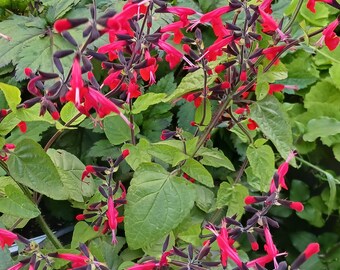 Live Salvia “ Forest Fire “