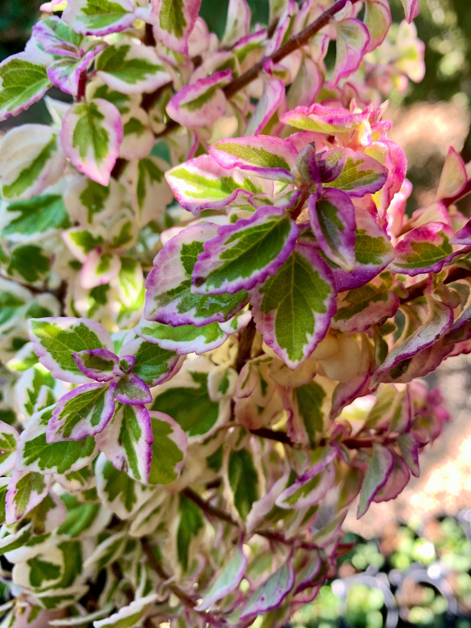 Live Candy Kisses Plant/ Hemizygia / Syncolostemon Etsy