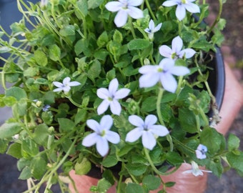 Live Blue Star Creeper ( sold in 4" pot)/ Isotoma  fluriatilis