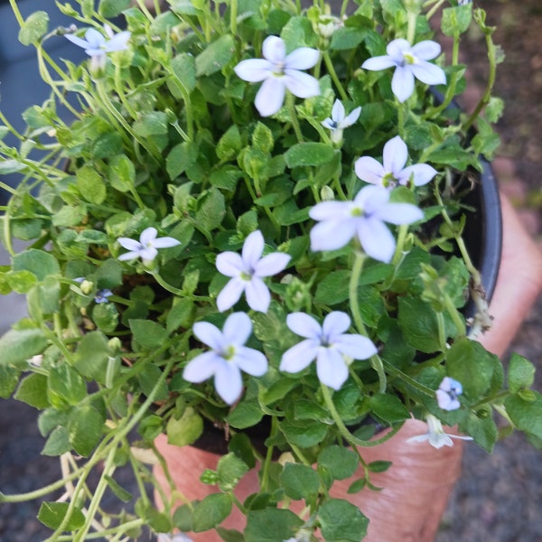 Live Blue Star Creeper ( sold in 4" pot)/ Isotoma  fluriatilis