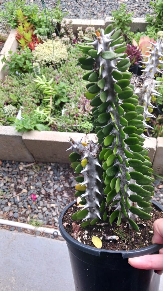 Madagascar Ocotillo / Alluaudia Procera - Etsy