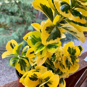 Live Golden Euonymus / Euonymus japonicus come with a one-gallon pot.