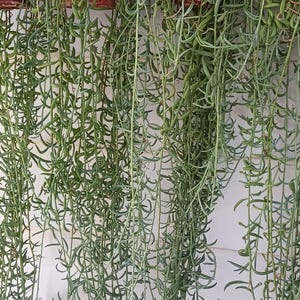 May include: Three hanging plants with long, trailing green stems and leaves. The plants are in red pots and are hanging from white walls.