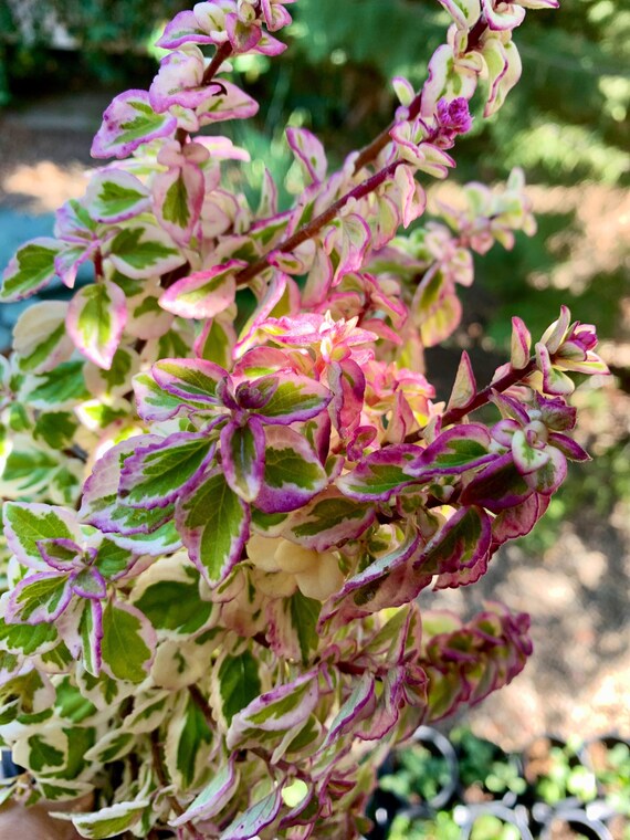 Live Candy Kisses Plant/ Hemizygia / Syncolostemon Etsy