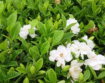 Live Gardenia / Cape Jasmine,  One gallon pot