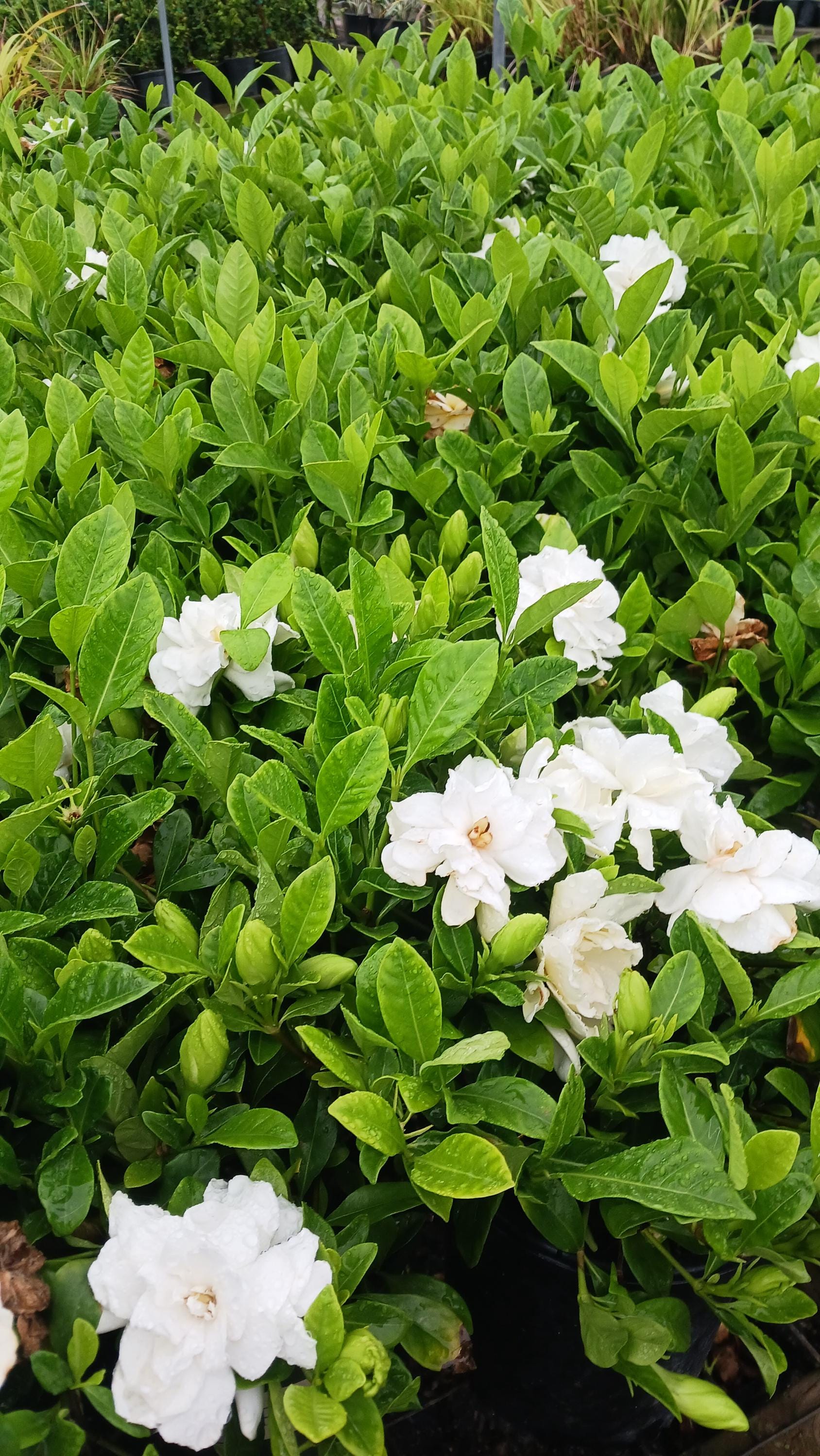Live Gardenia / Cape Jasmine, One Gallon Pot - Etsy