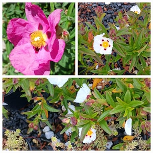 Live Rock Rose ( options available: Purple, Magenta( sunset), white)
