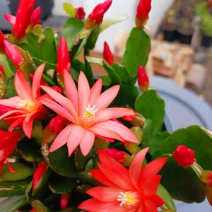 NOW BloomingCURRENTLY  Live Spring Cactus ( color options and sizes available: red, hot pink, light pink, orange. 4in pot or 1 stemmed root