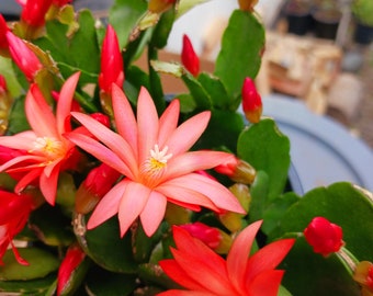 NOW BloomingCURRENTLY  Live Spring Cactus ( color options and sizes available: red, hot pink, light pink, orange. 4in pot or 1 stemmed root