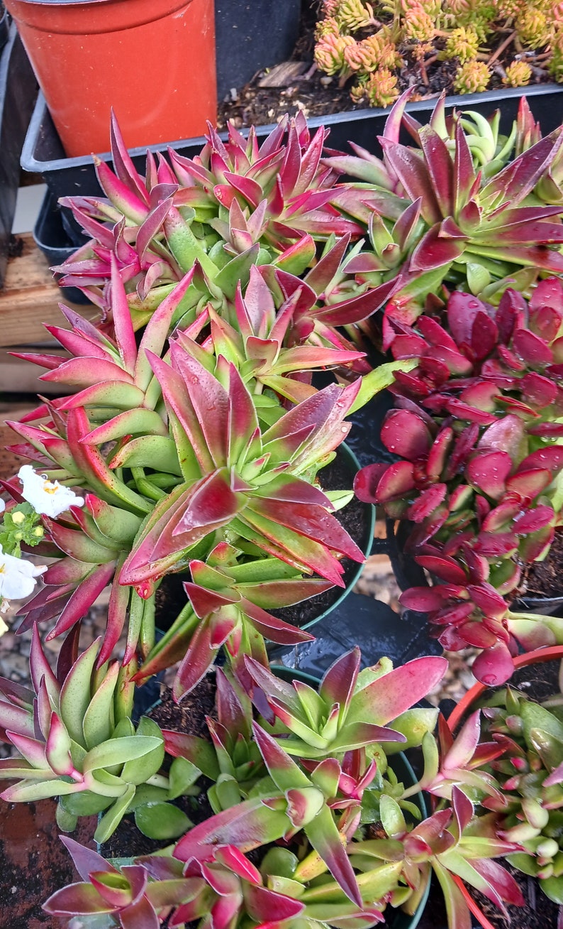 Live Red Pagoda / Crassula Capitella 4in pot image 4