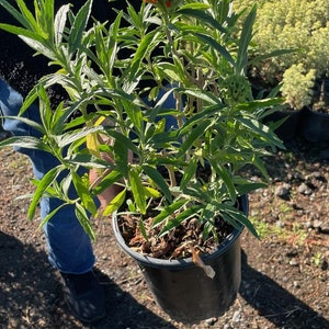May include: A potted plant with orange flowers and green leaves. The plant is in a black plastic pot.