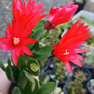 Root A Spring Cactus No Session Blooms Spring Cactus! 1 Stemmed Root No Pot Beautiful . - Etsy