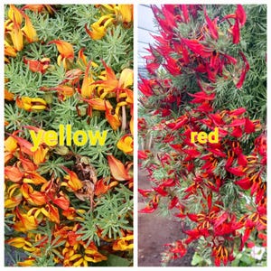 May include: Close-up of two varieties of flowers. The flowers are red and yellow and have a unique shape. The text "yellow" and "red" is written on the image.