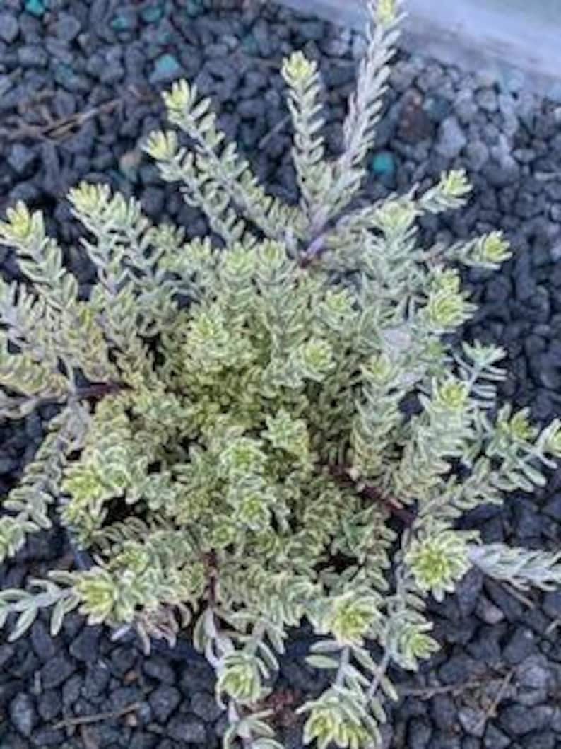 Live Coast Rosemary / Morning light Westringia Fruticosa, One gallon pot image 4