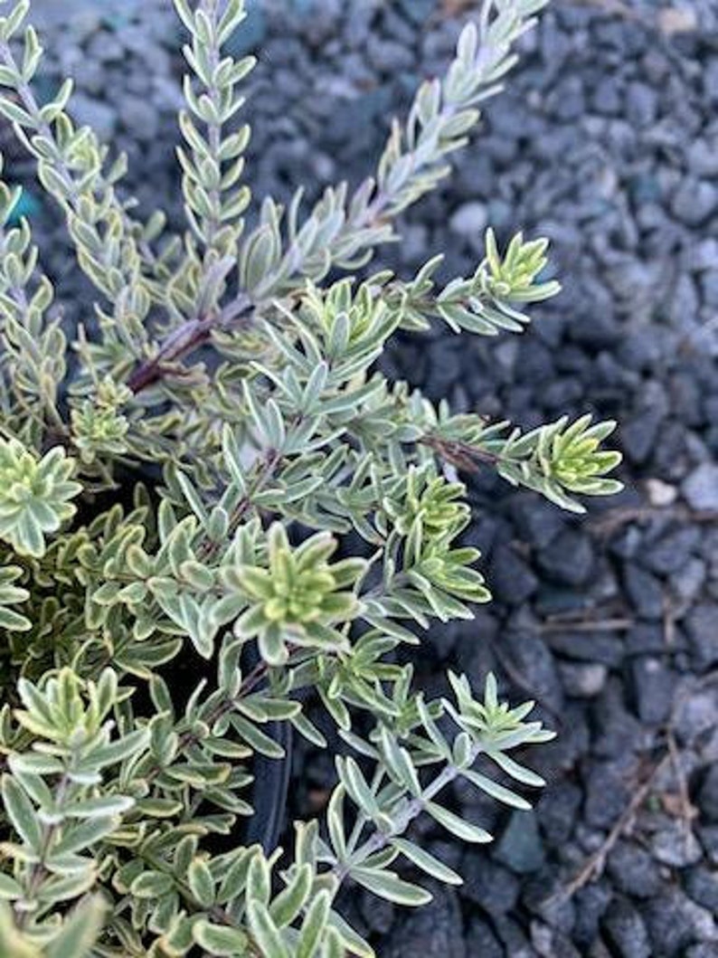 Live Coast Rosemary / Morning light Westringia Fruticosa, One gallon pot image 7