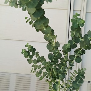 Young and Healthy! Live Baby Blue Eucalyptus,  One gallon pot