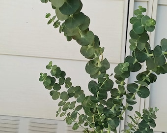 Young and Healthy! Live Baby Blue Eucalyptus,  One gallon pot