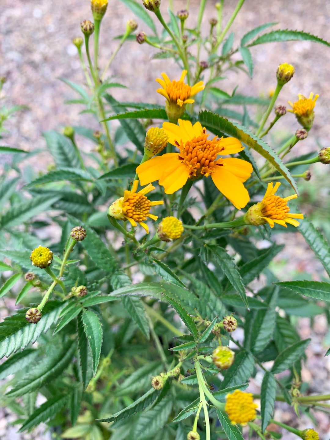 Live Mexican Marigold / Mountain Marigold / Lemmons Marigold Etsy