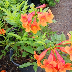 May include: A potted orange trumpet vine plant with bright orange flowers. The flowers have a trumpet shape and are covered in water droplets.