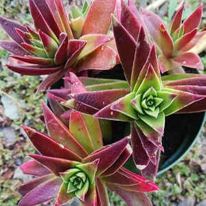 Live Red Pagoda / Crassula Capitella 4in pot image 7