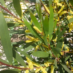 Live baby Black Acacia / Australian Blavkwood / Acacia Melanoxylon come with a one-gallon pot.