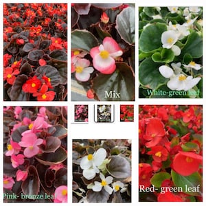 May include: Assortment of begonia plants with different colored flowers and leaf variations.  The plants include pink-bronze leaf, white-green leaf, red-green leaf, and a mix of colors.  Mix, White-green leaf, Pink-bronze leaf, Red-green leaf.