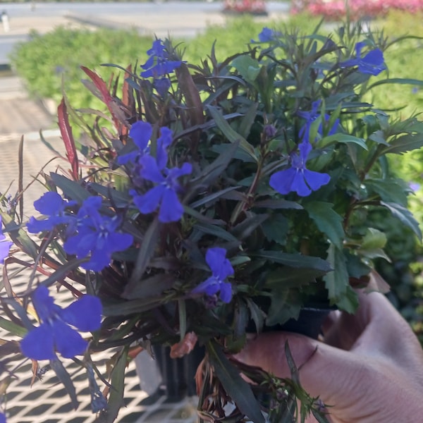 Blue Moon Lobelia