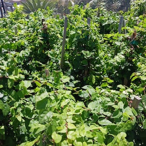 Live Creeping Fig / Ficus Pumila Staked