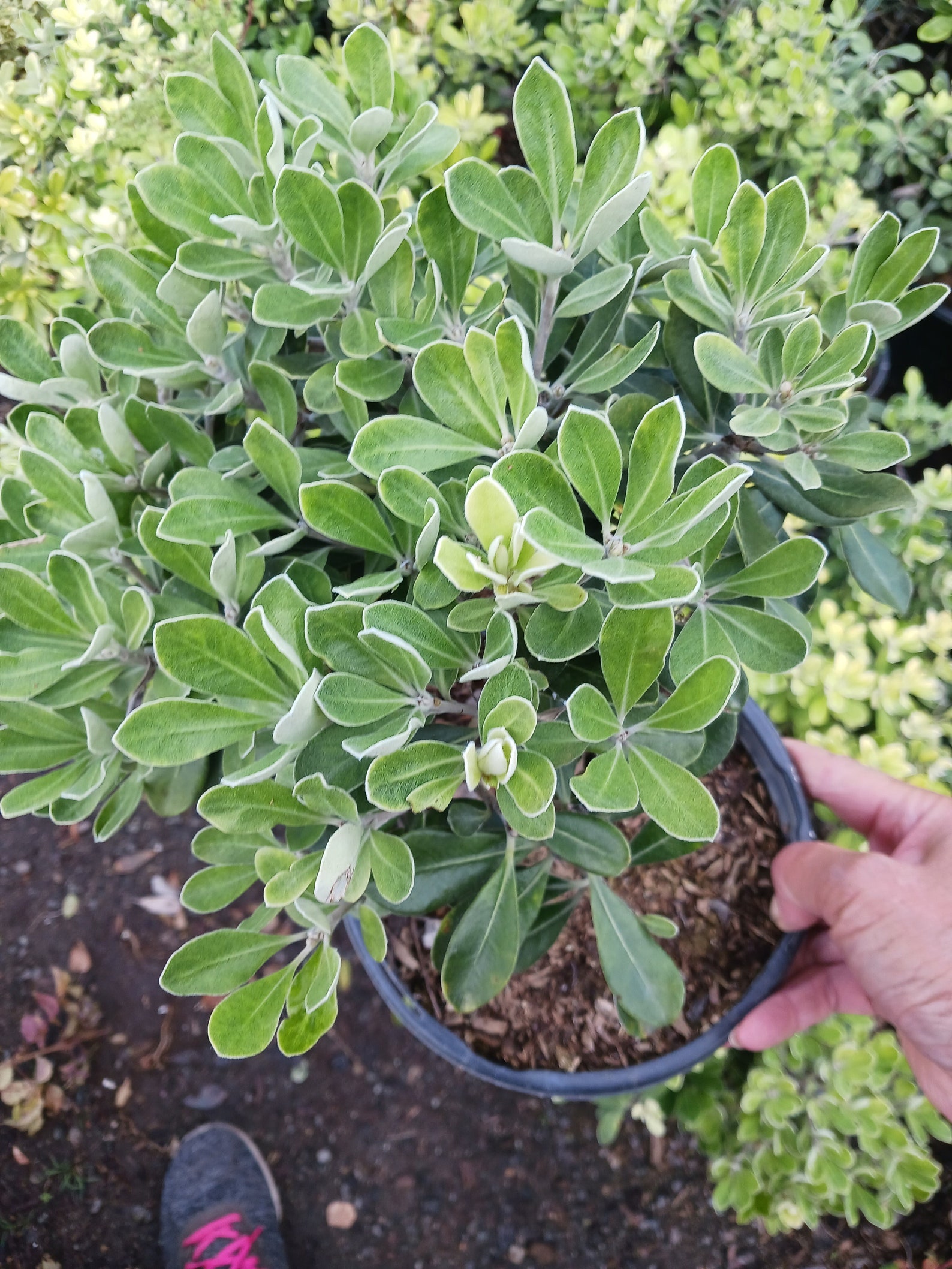 Dwarf Karo Pittosporum Compactum Come With a One-gallon Pot - Etsy
