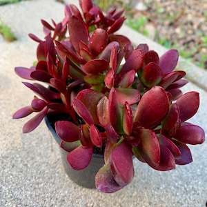 May include: A small potted succulent plant with deep red, fleshy leaves. The plant is in a black plastic pot.