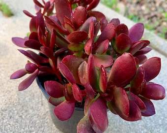 Live Jade plant full sun makes a  beautiful red color.