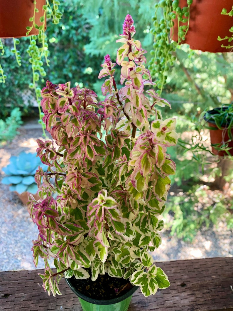 Live Candy Kisses Plant/ Hemizygia / Syncolostemon Etsy