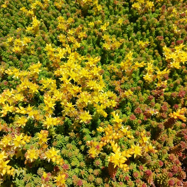 Blooming now! Live Yellow stonecrop sedum