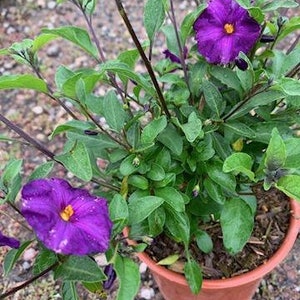 May include: A potted plant with vibrant purple flowers and yellow centers. The plant has lush green leaves and dark stems. The terracotta pot sits on a surface of small stones. The flowers are in full bloom, showcasing their intricate petal structure.